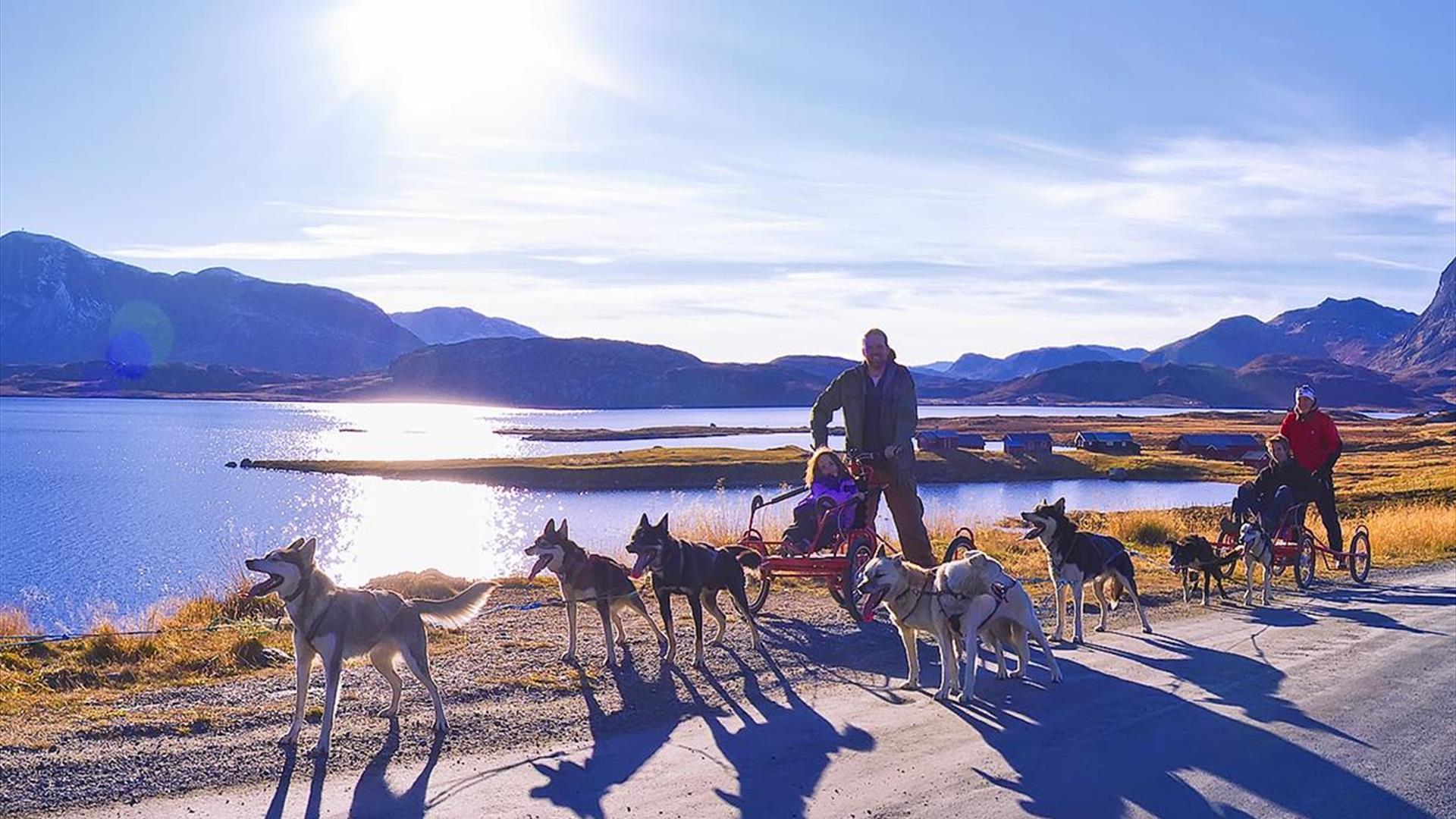 Hundekjøring langs Jotunheimvegen en flott høstdag