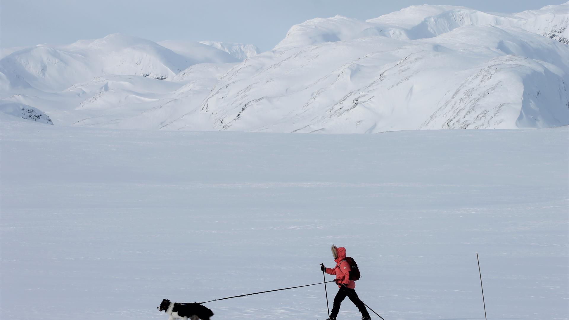Skiløper med hun som går den stikkede skiløypa over Filefjell. Snøkledde fjell i bakgrunnen.