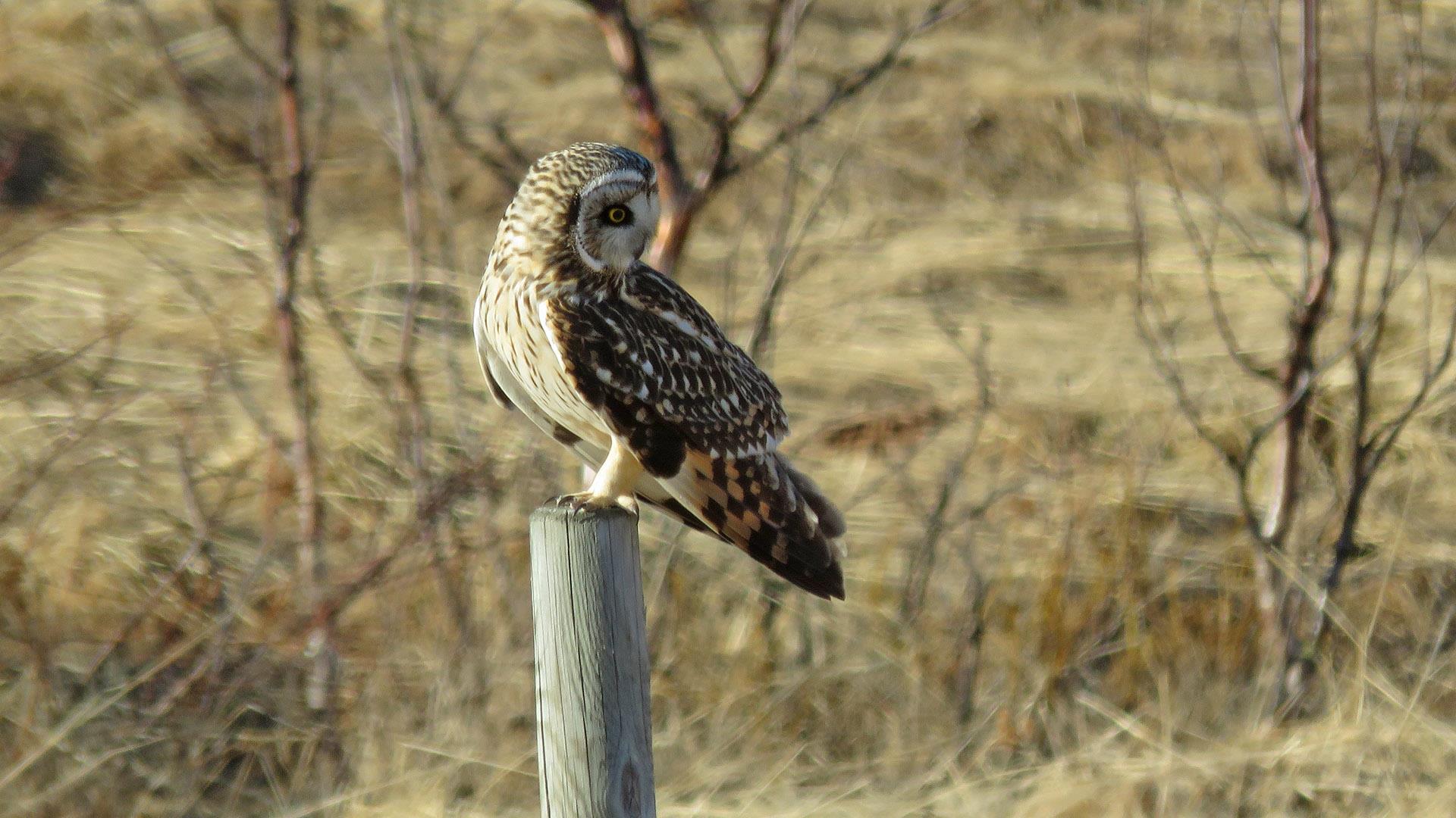A Short-eared owl sits on a fence pole and turns its head backwards