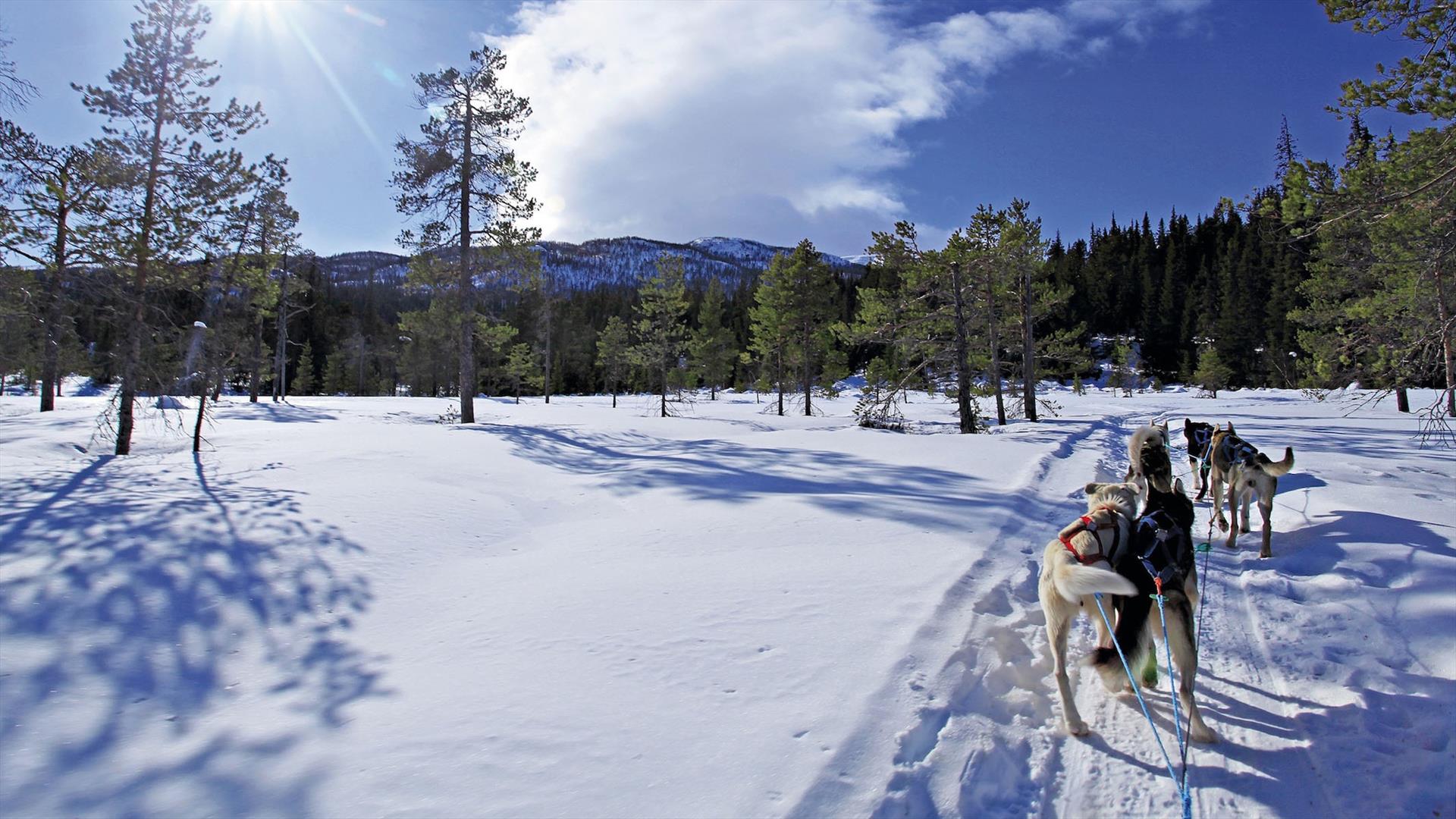 A dog-sledding team races on a track through open pine forest.