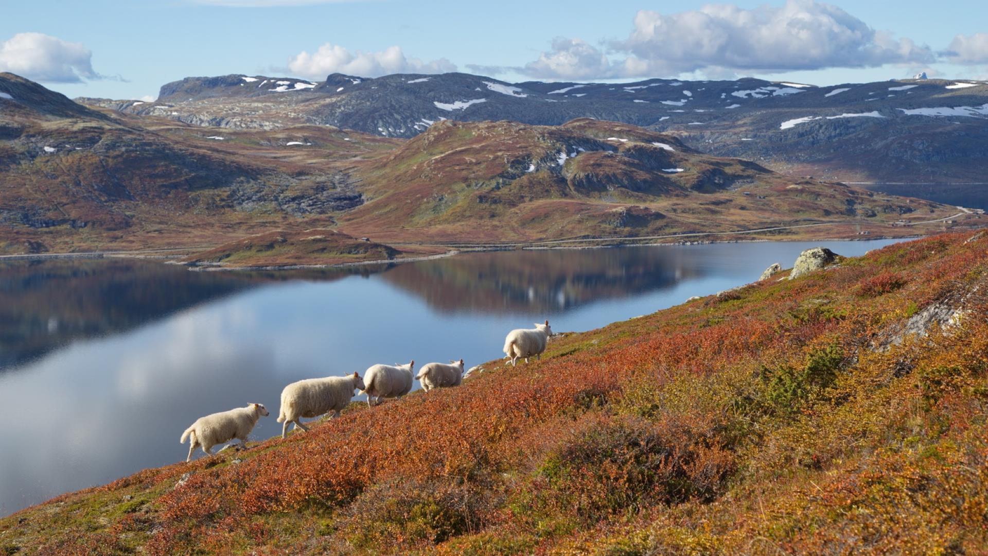 Lam på vandring