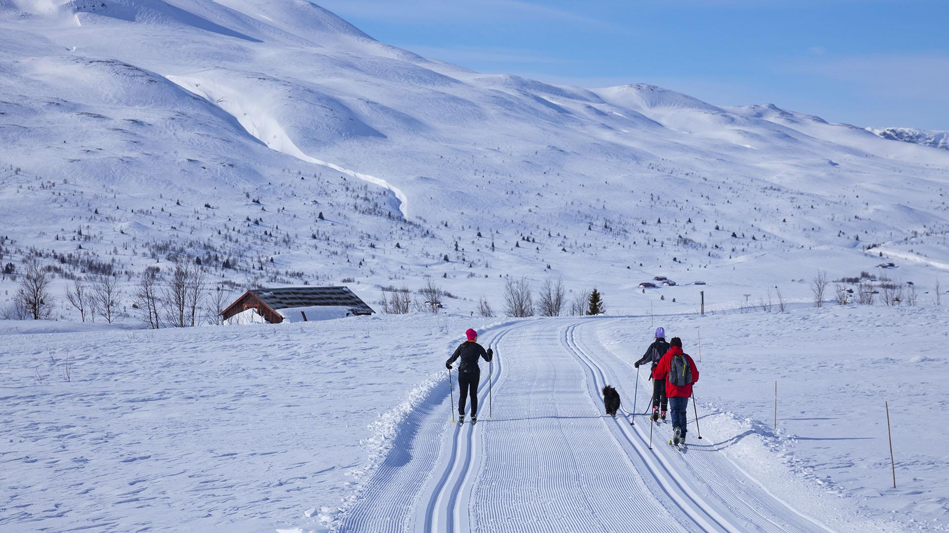 Flotte langrennsløyper i Vang, med Gilafjellet i bakgrunnen.