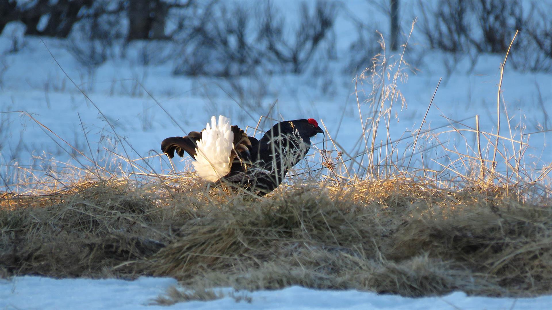 Leking Black Grouse in the morning sun