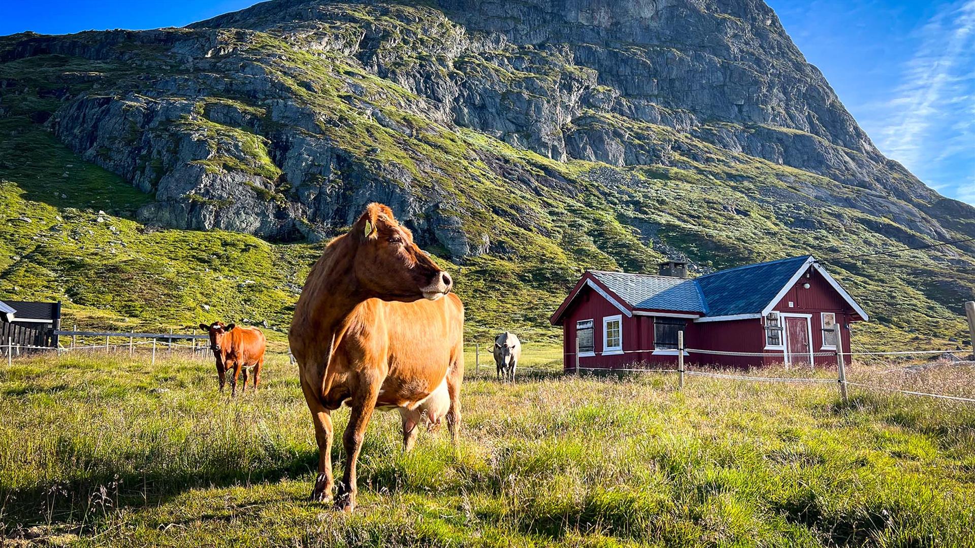 kyr på støl med rødt stølshus og fjell i bakgrunnen
