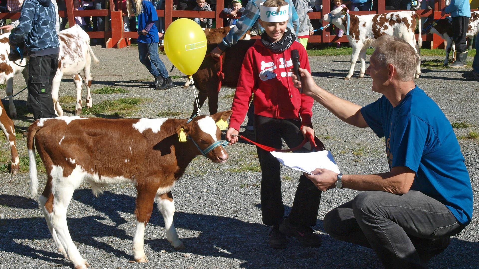 Et barn holder en kalv i bånd samtidig som hun blir intervjuet av en mann.