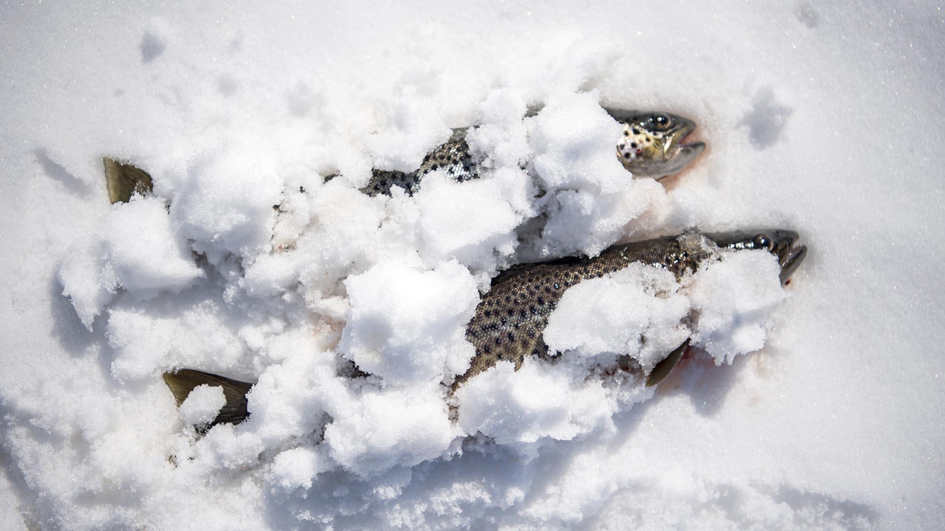 Ice fished trout covered with snow to keep cooled.
