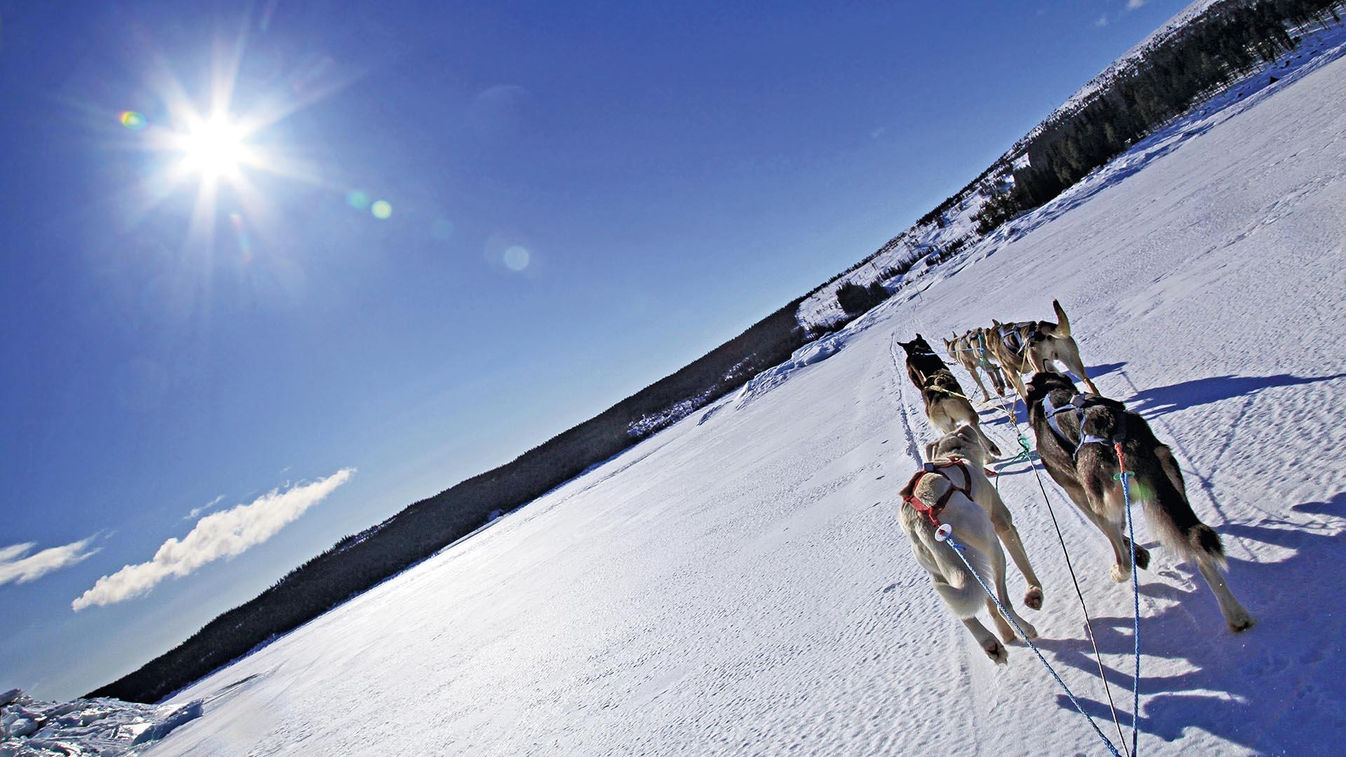 Image with the horizon tilted 45 degrees that shows a dog sledding team racing over a snow-covered lake.