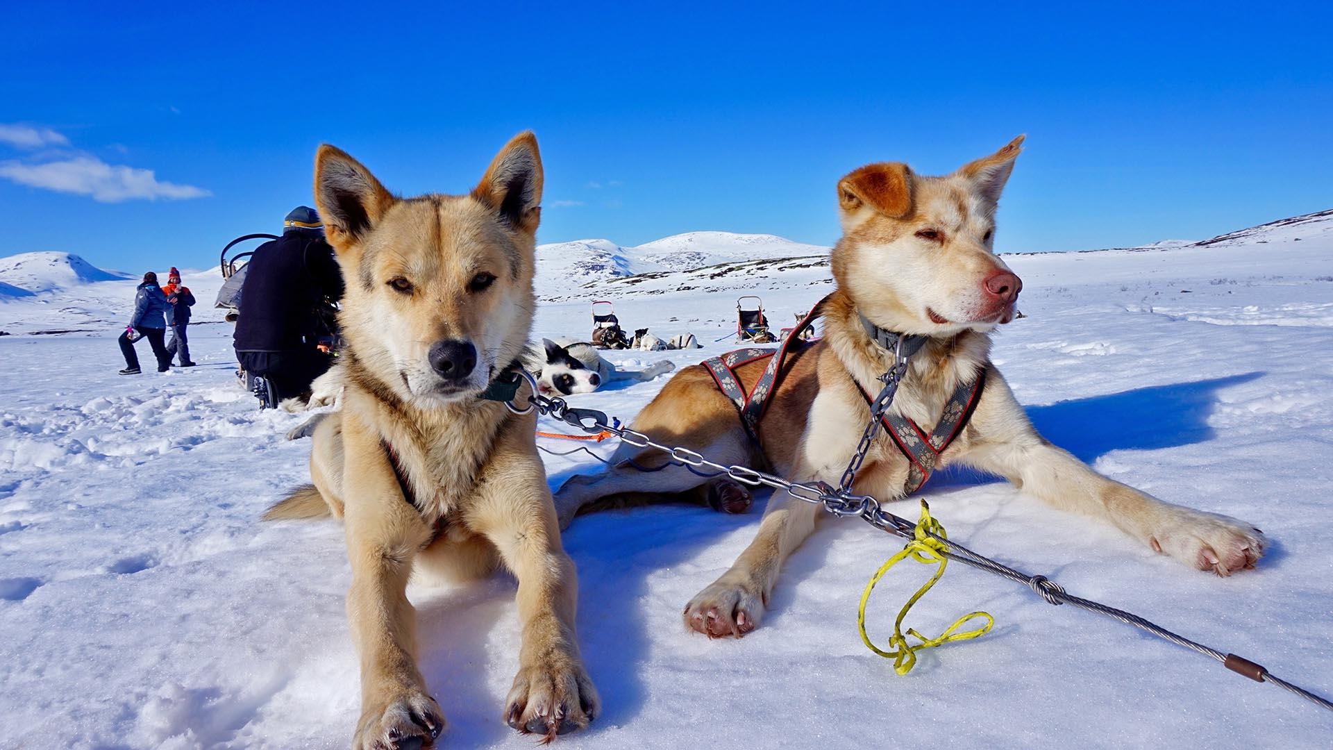 To beigefargede huskier ligger i snøen og slapper av mens hundespannet tar en pause.