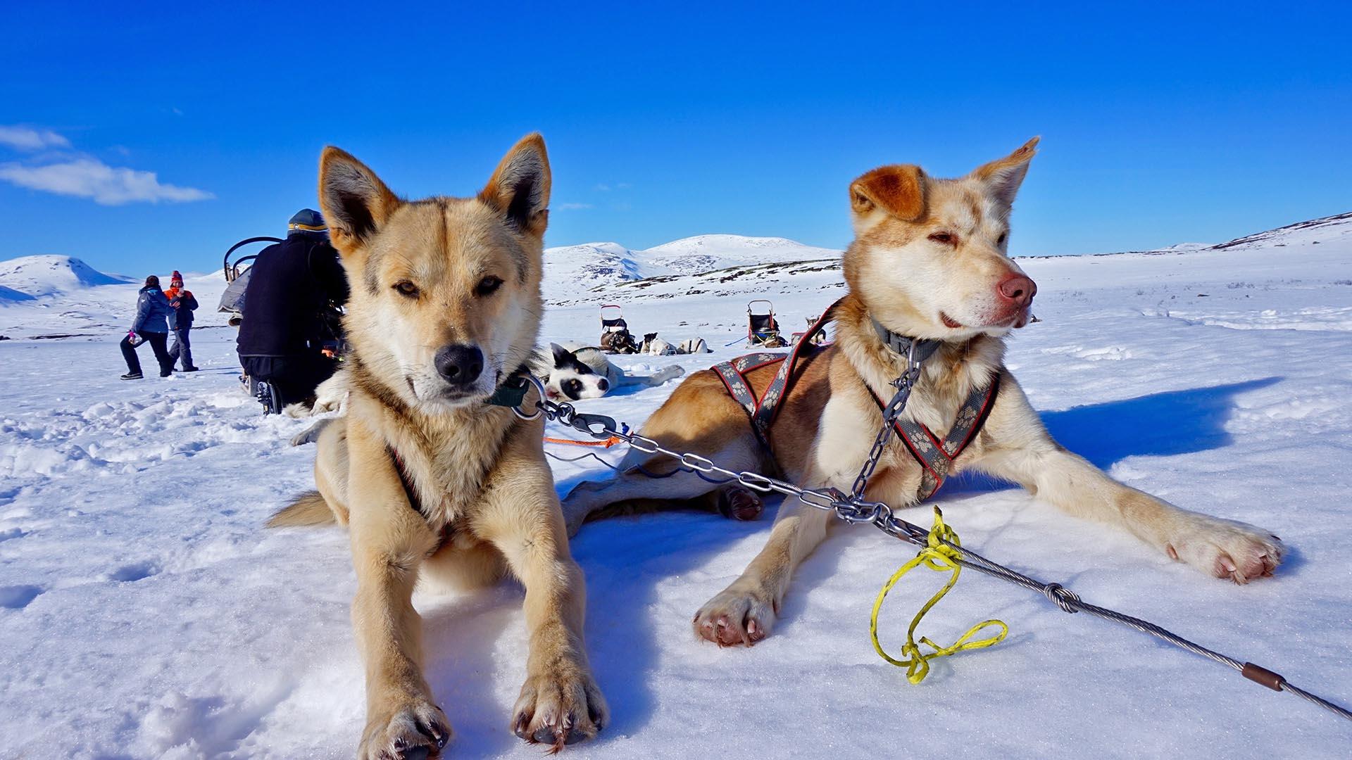 Zwei beigebraune Huskies liegen im Schnee und faulenzen, während das Hundegespann eine Pause macht.