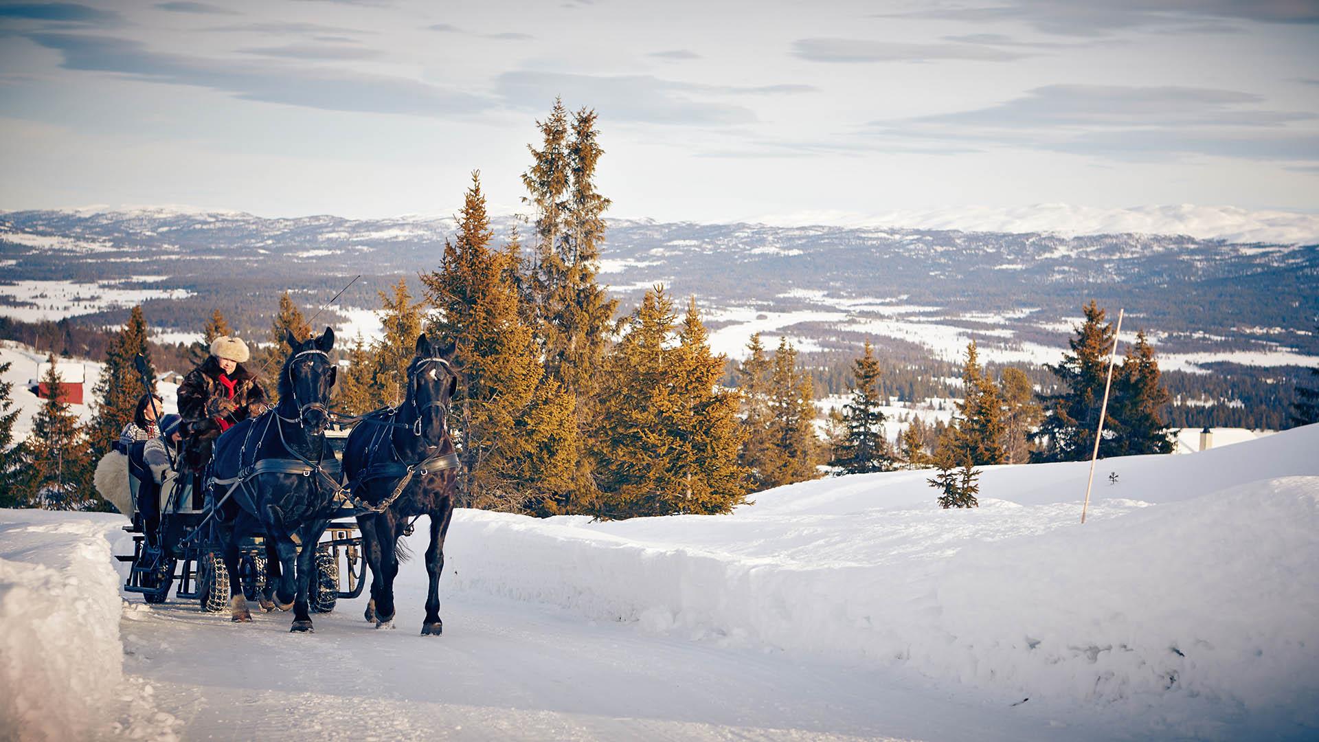 A horse sleigh with two black horses on a ride on a high plateau with a far view