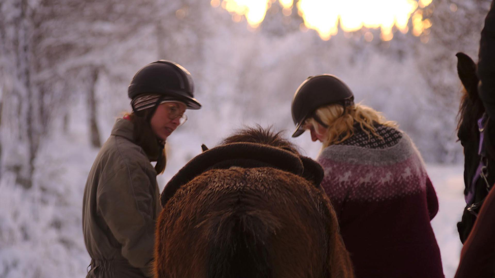 Two ladies with woolen sweaters and riding helmets walk besides an icelandic horse in the winter forest with a low sun against the scene
