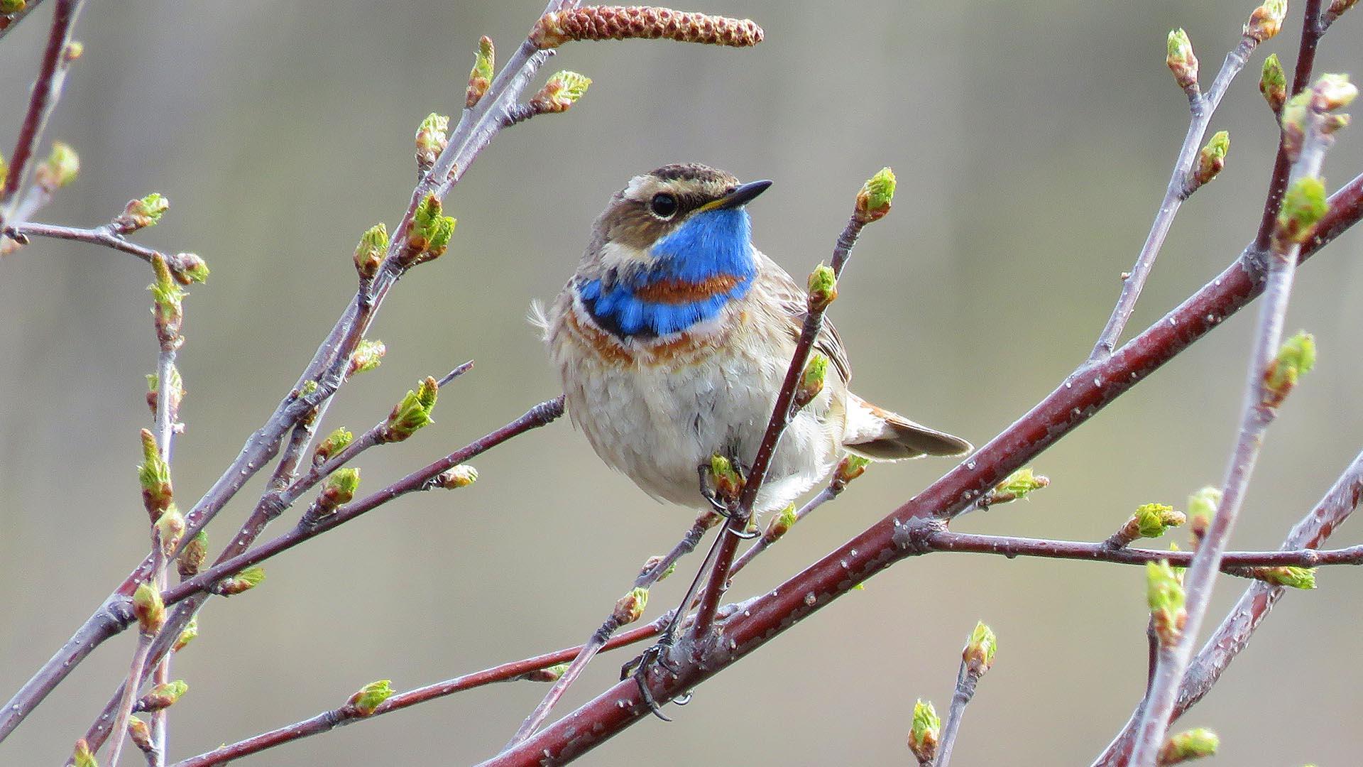 A male Bluethroat in a birch bush