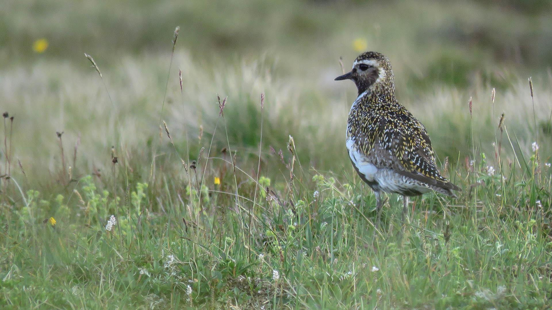 European Golden Plover on the grass.