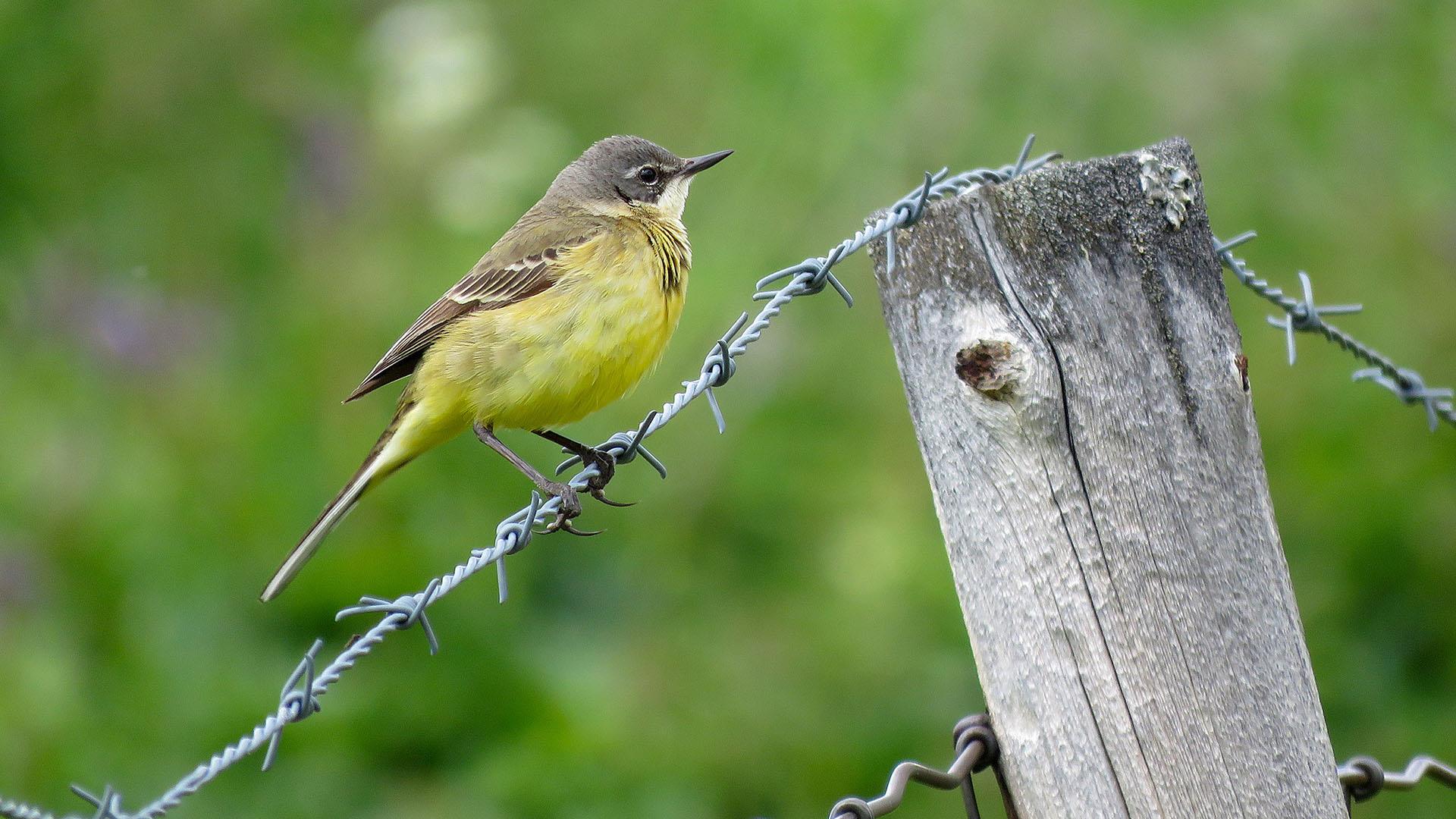 Western yellow wagtail on a fence