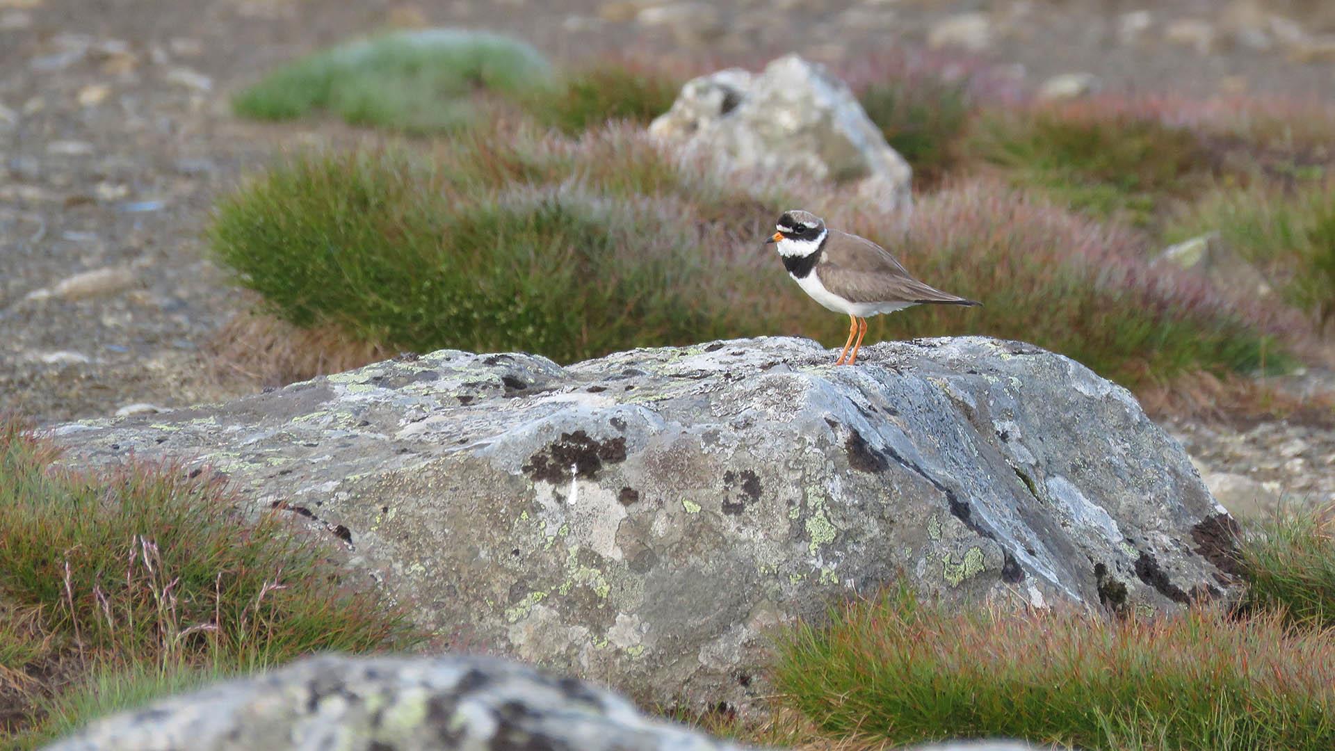 Common ringed plover on a lichen-covered rock
