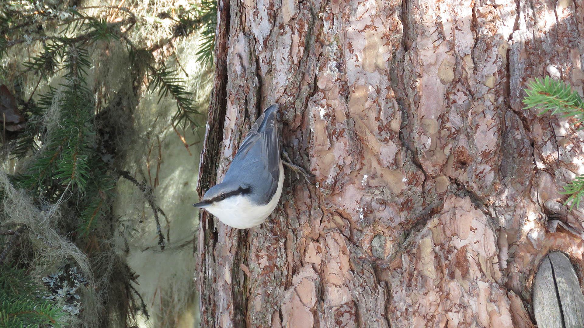 Eurasian Nuthatch head down on a fir tree bunk