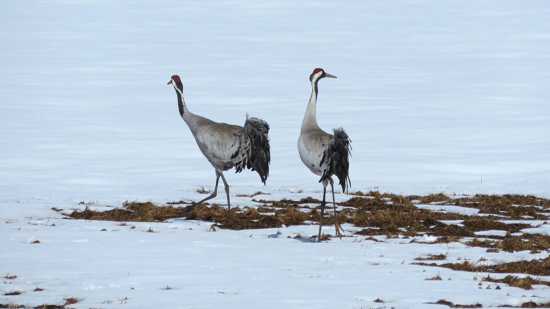 A pair of Common Cranes on snow-covered ground