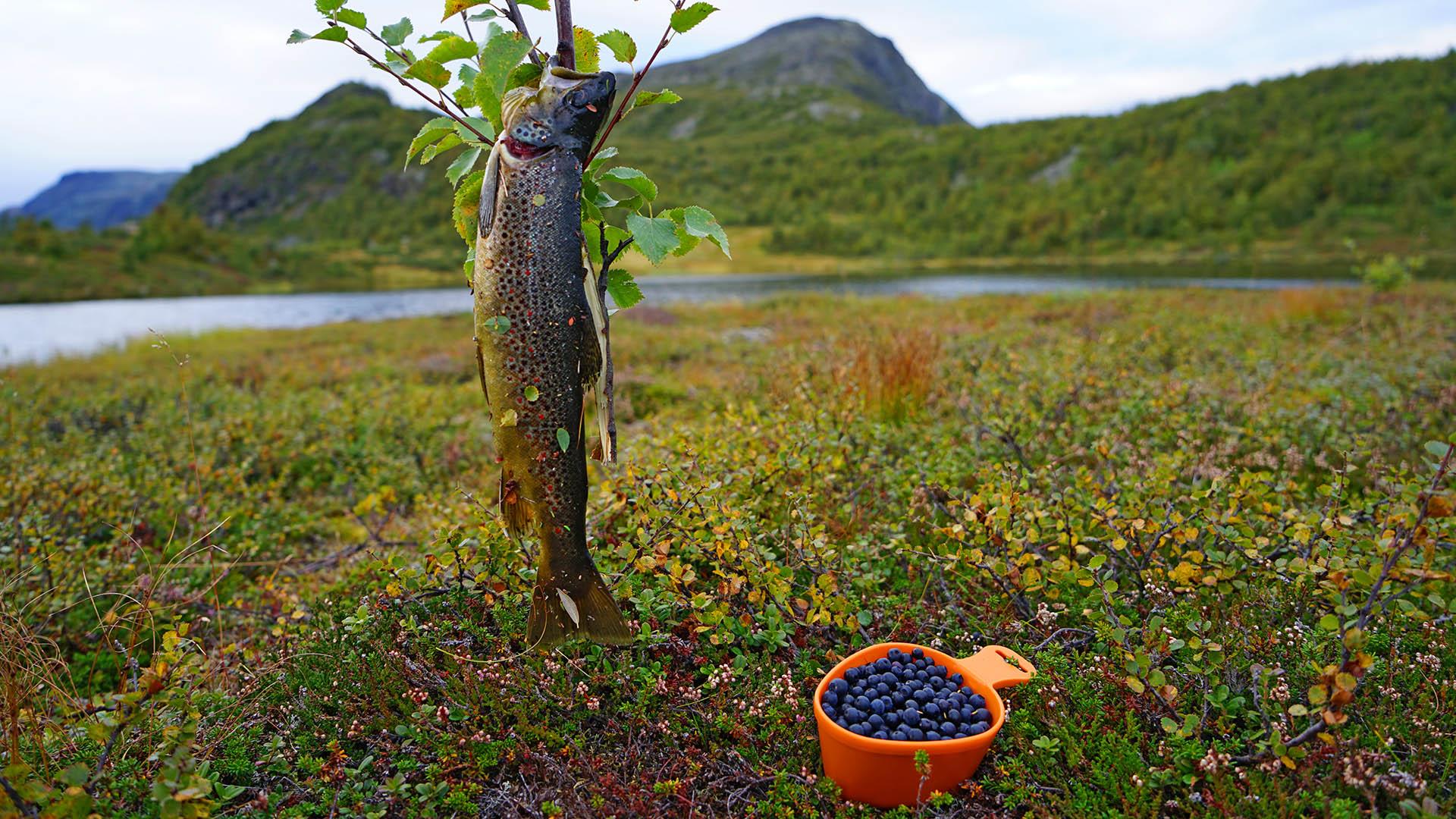 Herbst im Fjell. Eine Tasse voller Blaubeeren und eine frisch gefangene Forelle, die an einem Birkenast hängt. Ein See und Berge im Hintergrund.