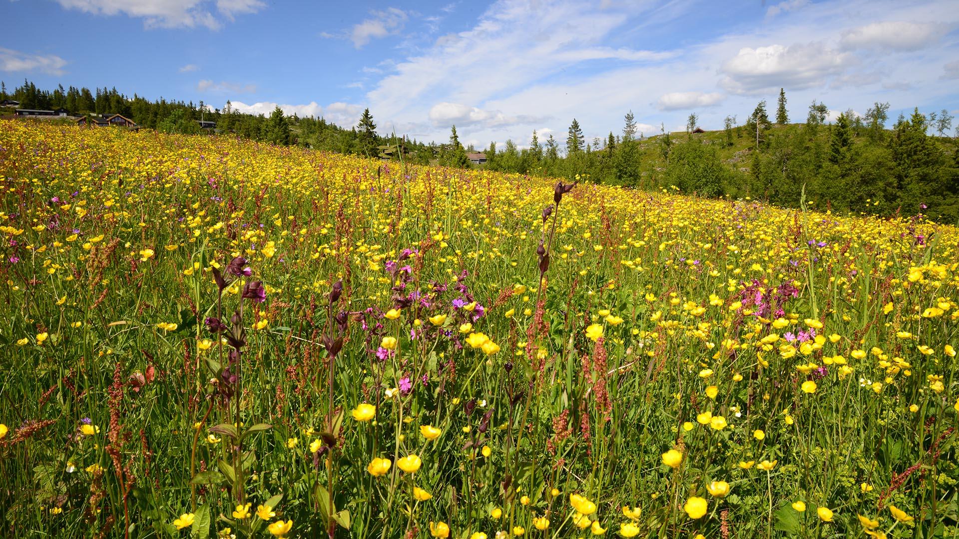 Vakkert landskap Ølnesseter i Sør-Aurdal