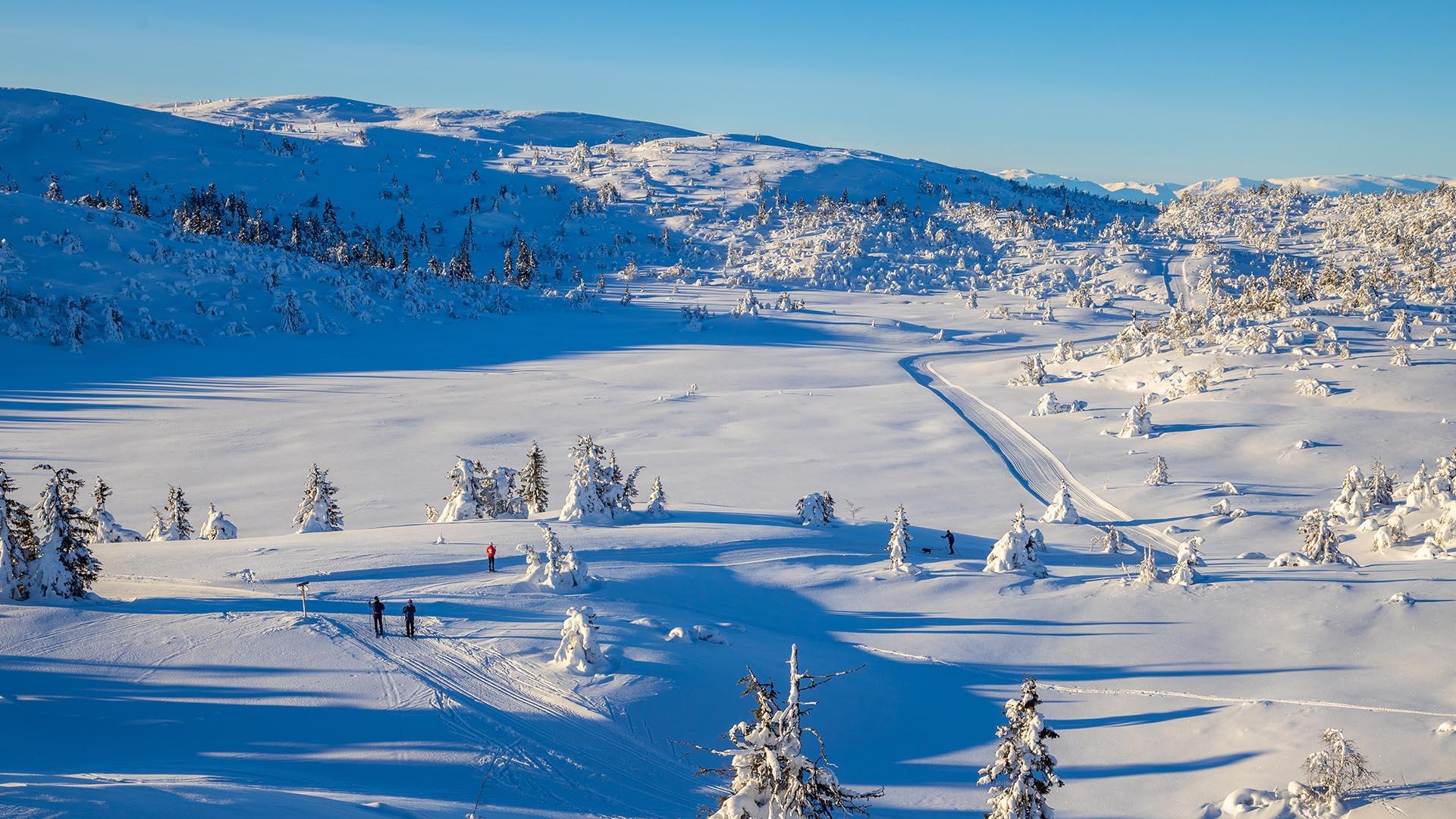 Skiløyper som bukter seg innover snødekt vinterlandskap