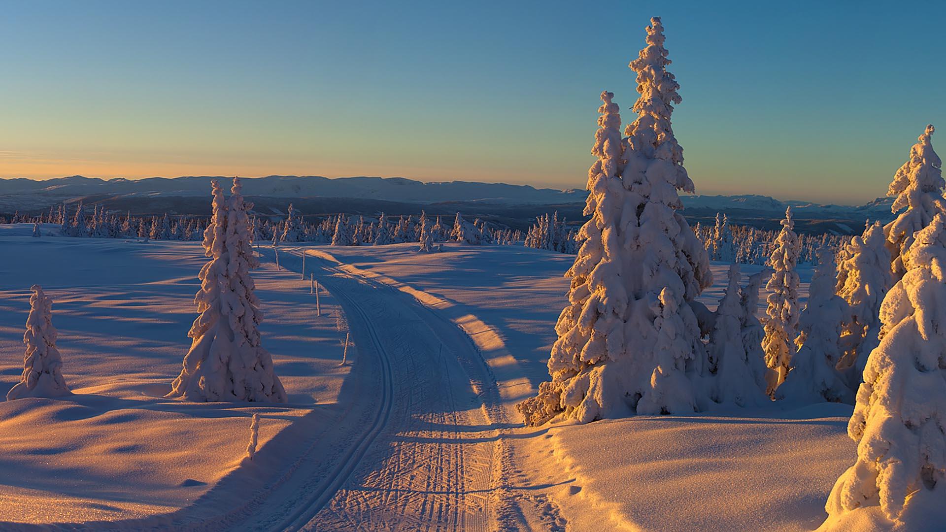 Cross country slopes at sundown with snow covered trees along the slopes