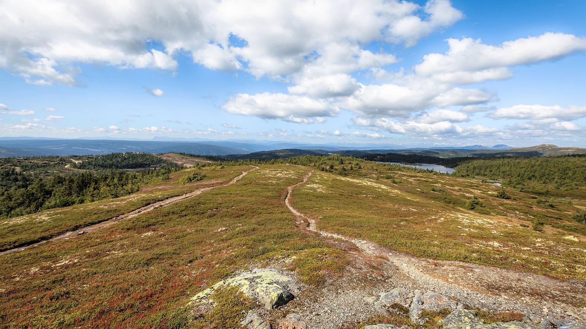 Stier leder over åpent fjell over tregrensa og blå himmel med hvite skyer