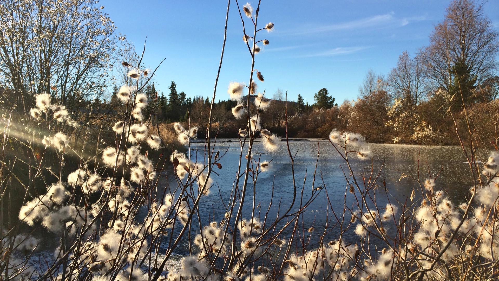 Autumn spirit by a small lake with some bushes in the foreground that carry woolen seeds. Naked trees in the bakcgound.