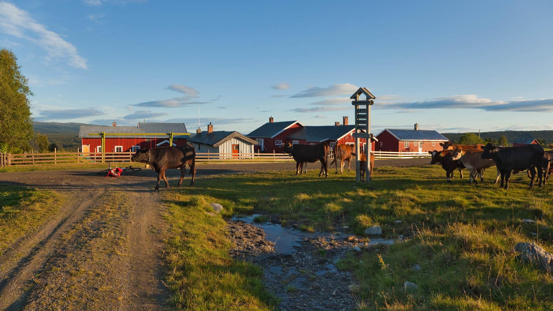 Sommerkveld på en stølsvei med frittgående kyr og gårdsbygninger.