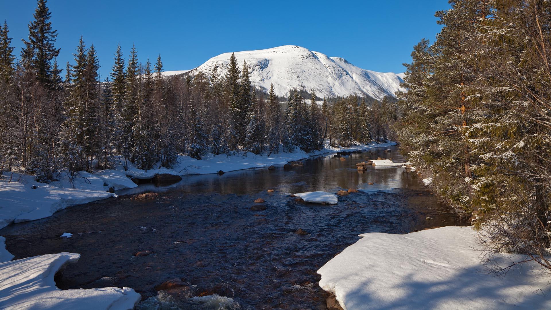 Sonniger Wintertag in Fichtenwald mit einem offenen Fluss mit schneebedeckten Ufern und einem schneebedeckten Berg im Hintergrund.