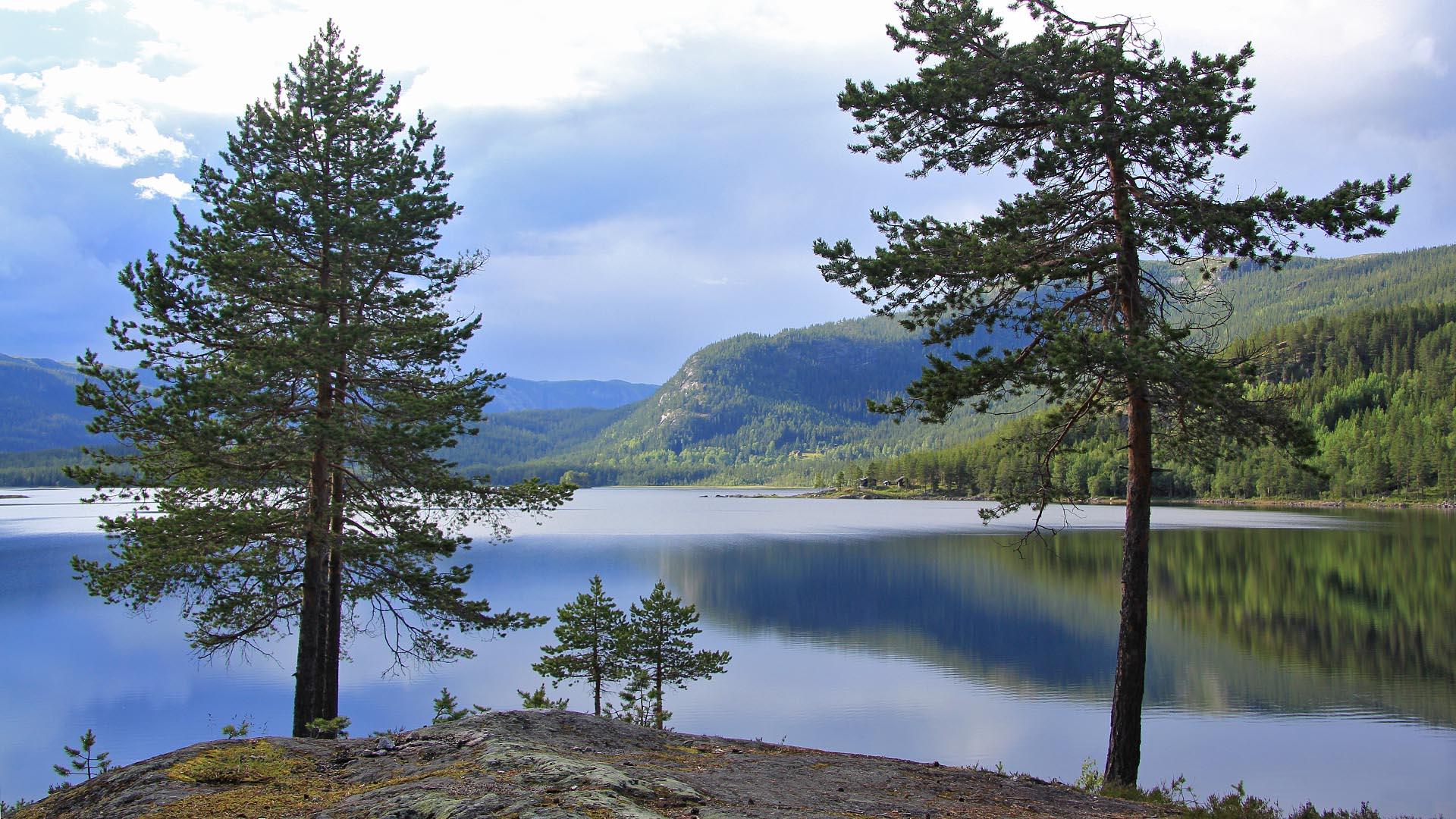 Ein bewölkter Tag an einem Seeufer in bewaldeten Bergtal mit ein paar Kiefern im Vordergrund. Die Wasseroberfläche ist stellenweise spiegelblank.