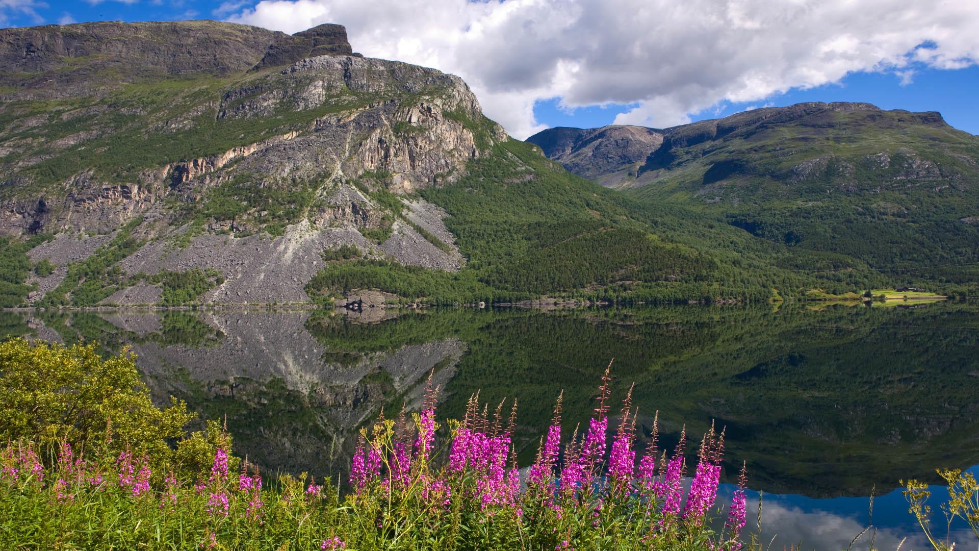 A mirror-calm lake with bright pink flowers in the foreground and two mountain massifs in the back.