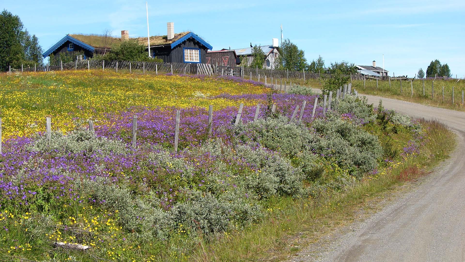 En stølsvei tar en sving opp en bakke til en hytte forbi en blomstereng i gult og lilla.