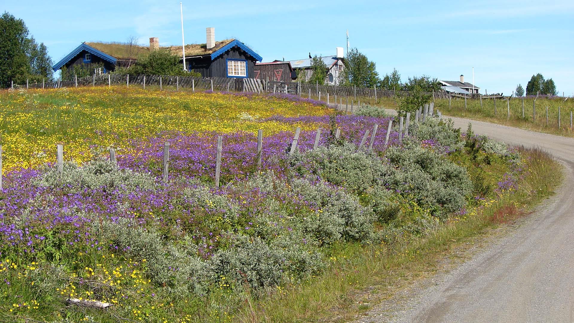 A farm road curves up a small hill towards a cabin, past a flowering mountain meadow in yellow and purple colours.