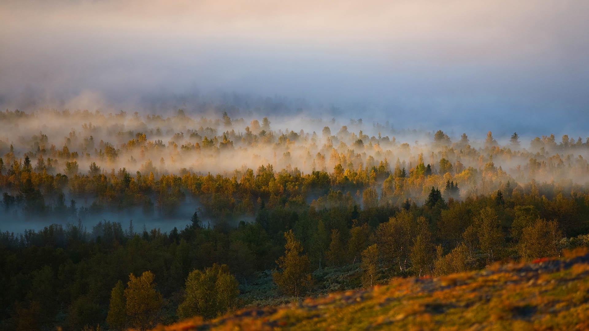 Blick über einen Moorbirkenwald im Herbst, während der Morgennebel in Schwaden um die Baumgipfel liegt und die Sonne durchbricht.