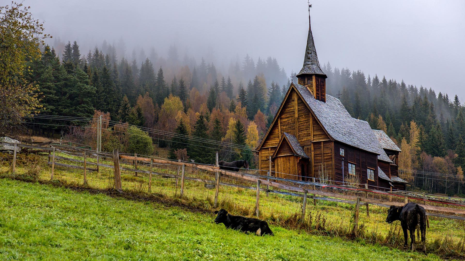 In foreround grazing cows in front of a fence. Behind a brown stave church, and a forest behind the church in a summer mist.