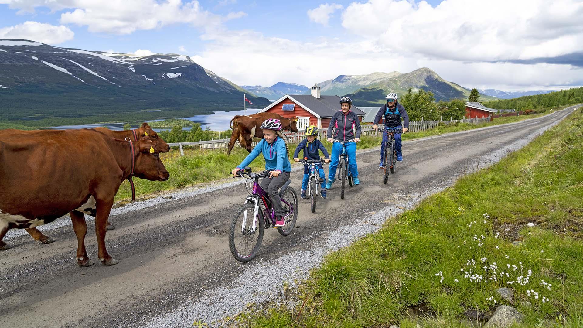 A family of four is cycling on a mountain farm road meeting a free grazing brown cow. A lake and mountains in the background.