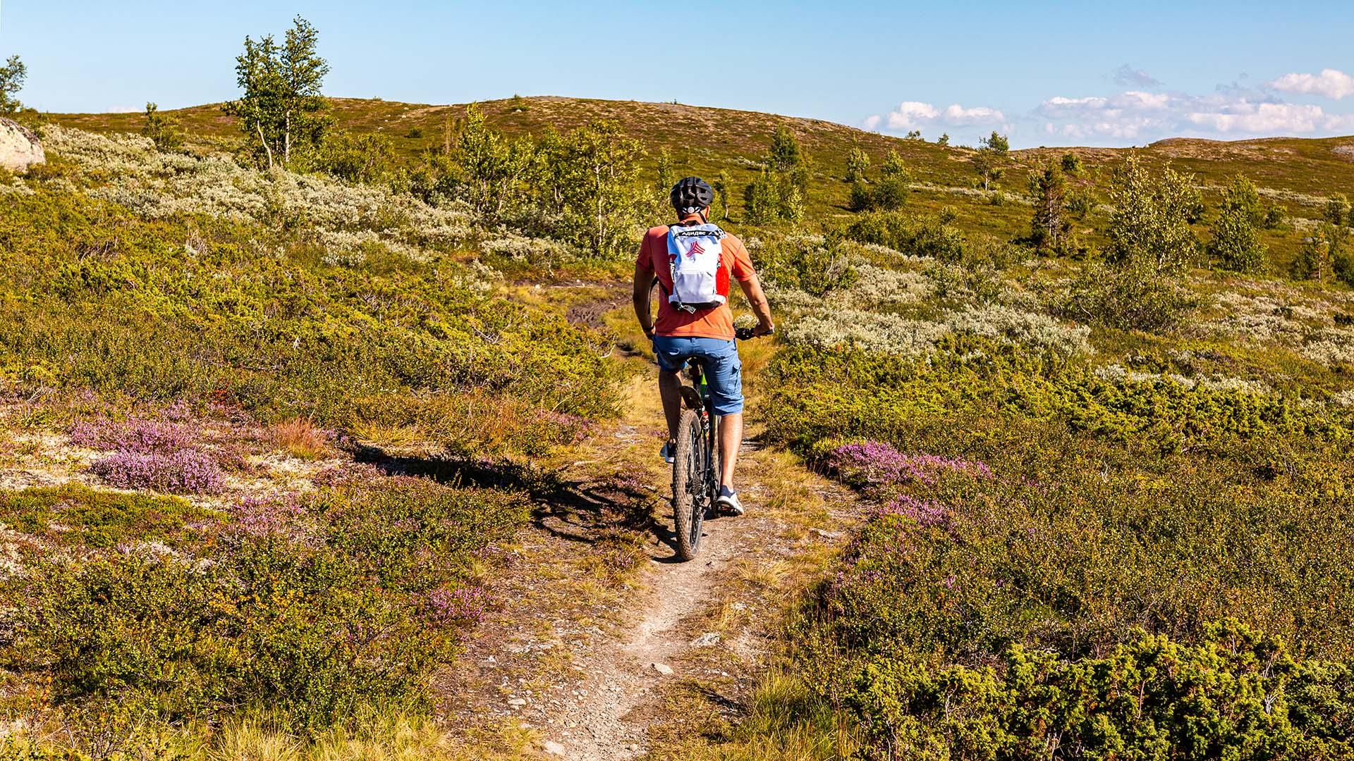 A cyclist on a single trail through blooming heather in high country terrain.