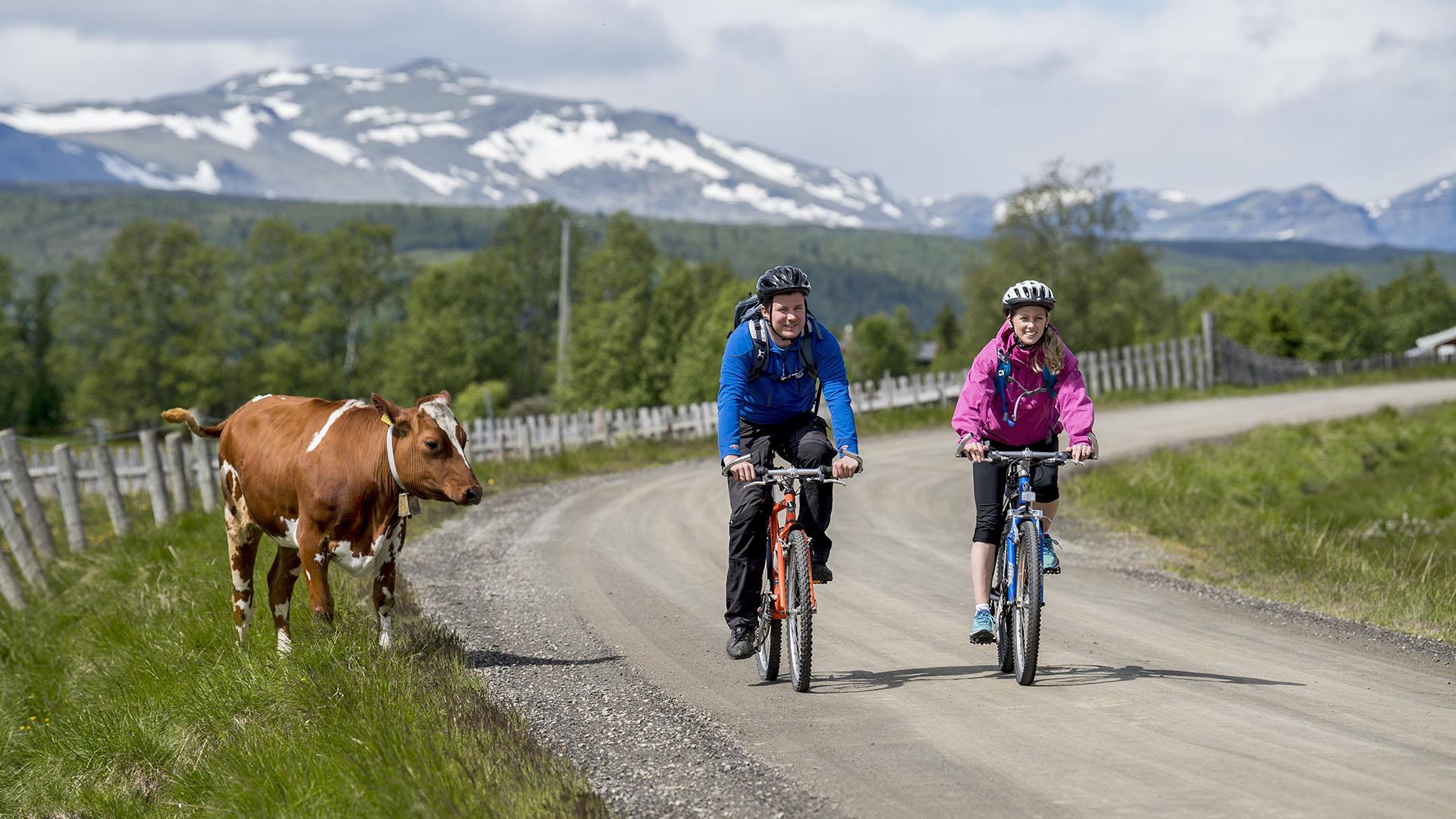 Two cyclists pass a free-grazing cow along a mountain farm road. Mountains with snow can be seen in the background.