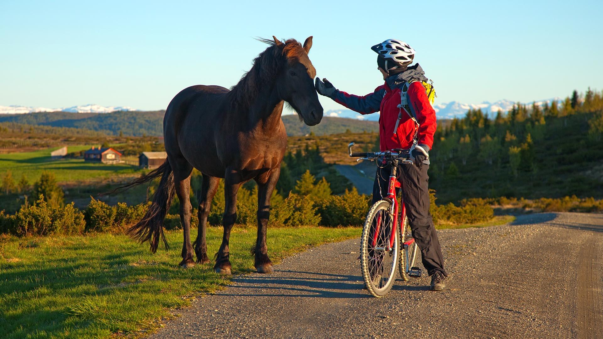A cyclist in a red jacket is patting a free-grazing horse on an early morning in open farm country around three line.