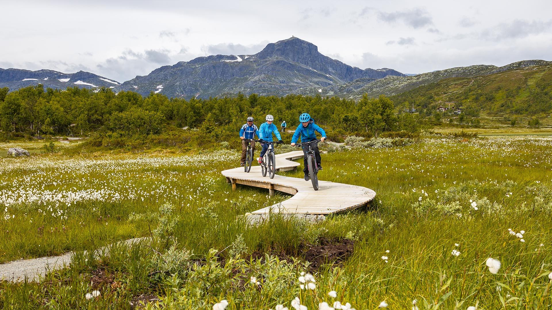 A sustainably built terrain cycling trail with a technical element winds itsself through a cotton grass swamp with mountains on the horizon.
