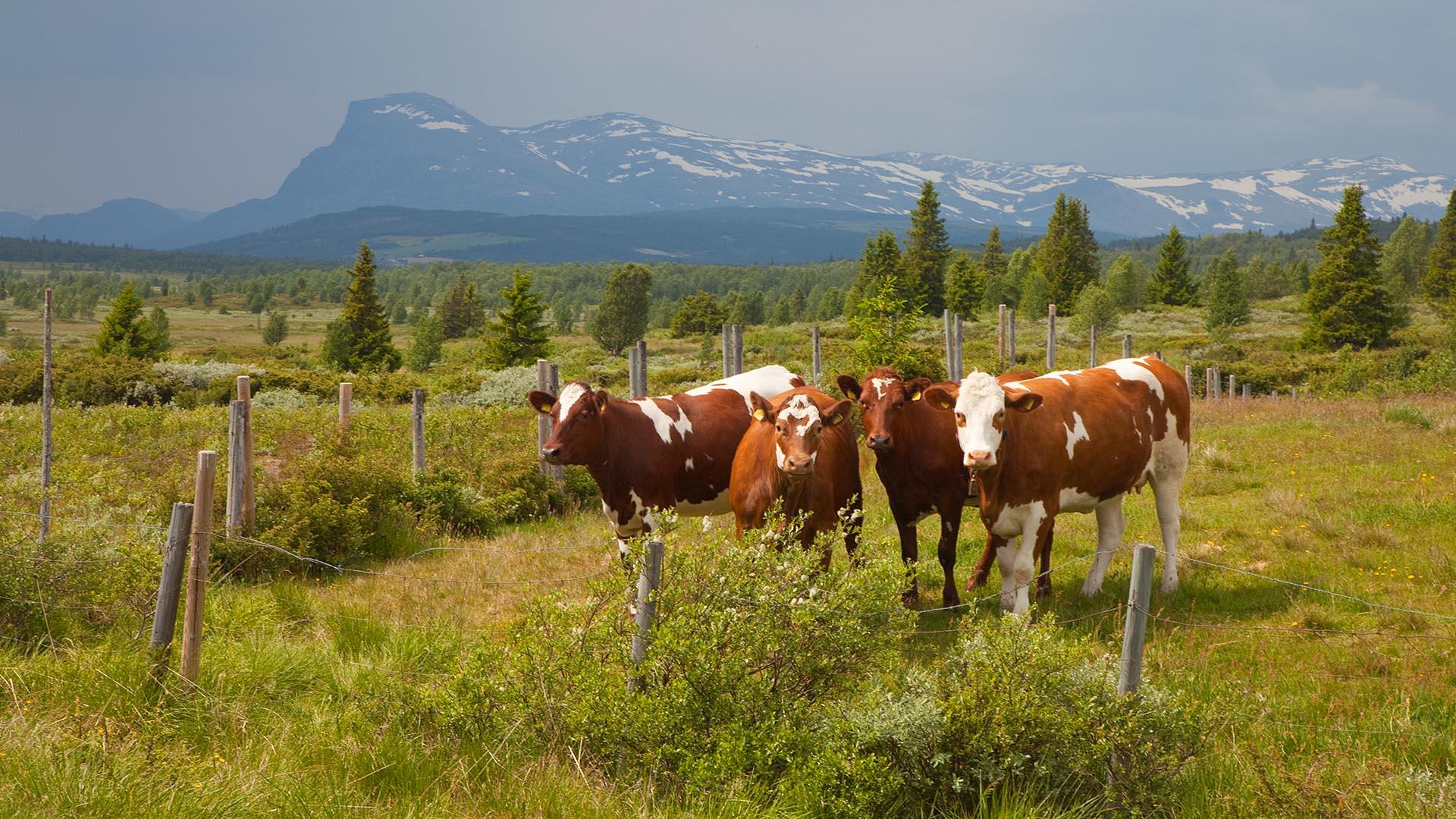 Three brown-white cattle stand and look at the photographer on mountain meadow a overcast, grey day. A mountain chain rises in the background.