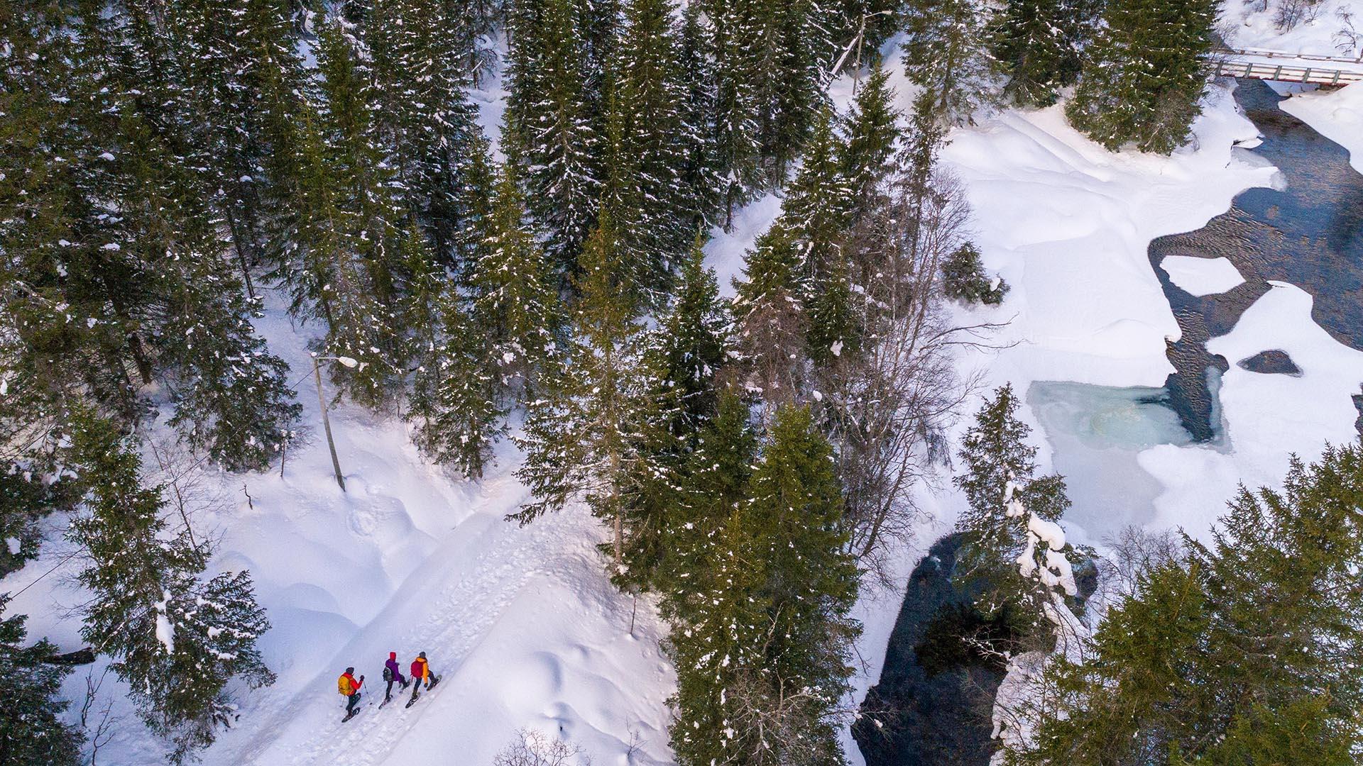 Drone image of three persons on snowshoes walking on a snowy road through spruce forest along a river that is partly ice-covered and partly open.