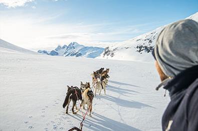 Hundekjøring med Beito Husky Tours i Jotunheimen