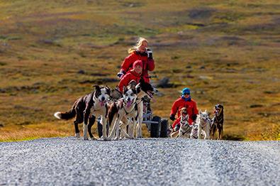 Durchblättern nach Hundekjøring på hjul