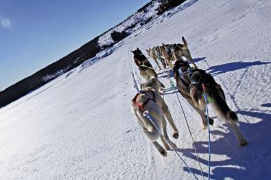 Thumbnail for Dog sledding