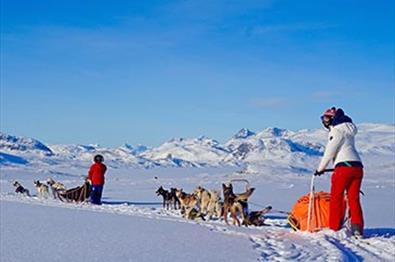 To hundespann på tur innover Jotunheimen