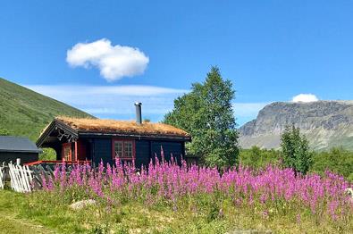 |En liten stølshytte omgitt av blomstereng med geitrams. Fjell i bakgrunnen.