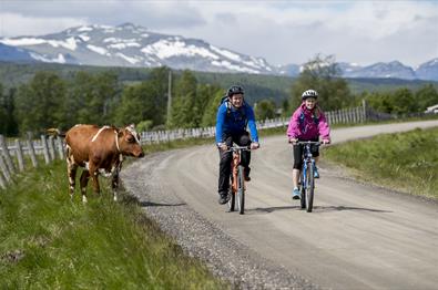 The cycling route Mjølkevegen was votet one of Norway's most beautiful. It mostly runs through Valdres' high mountain areas