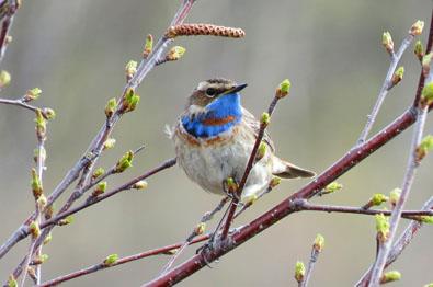 Blaukehlchen (Luscinia svecica)|