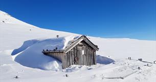 Plankebue omringet av mye snø